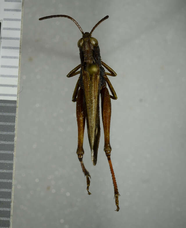 Image of woodland grasshopper