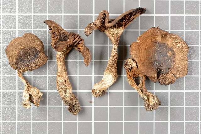 Image of Cortinarius serratissimus M. M. Moser 1968