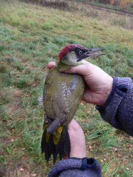 Image of Eurasian Green Woodpecker