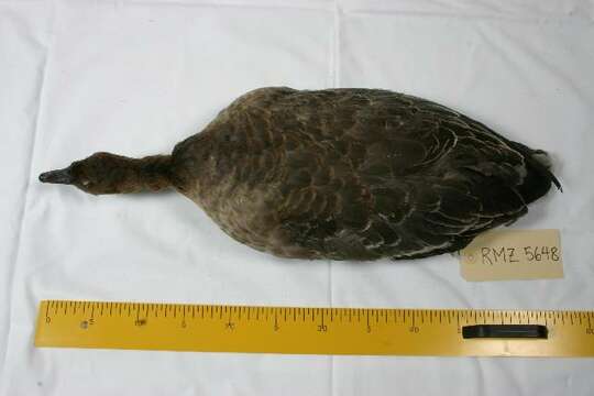 Image of Pink-footed Goose