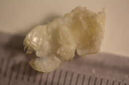 Image of Hexanauplia