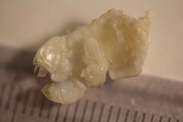 Image of Hexanauplia