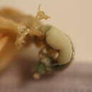 Image of Peltogaster Rathke 1842