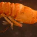 Image of Pogonognathellus