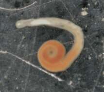 Image of spiralians