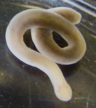 Image of milk-white ribbon worm