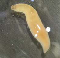 Image of <i>Amphiporus hastatus</i>