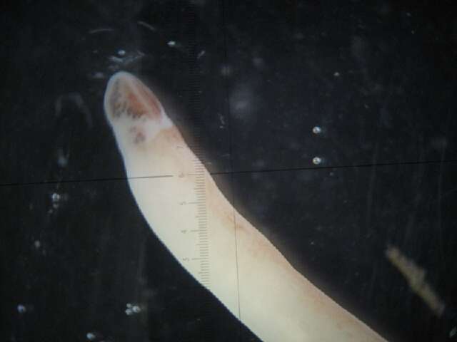 Sivun <i>Amphiporus hastatus</i> kuva