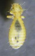 Image of bark lice, book lice and true lice