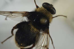 Image of Sericomyia bombiformis (Fallen 1810)