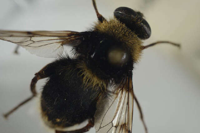 Image of Sericomyia bombiformis (Fallen 1810)