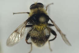 Image of Sericomyia bombiformis (Fallen 1810)