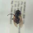 صورة <i>Chrysosyrphus niger</i>