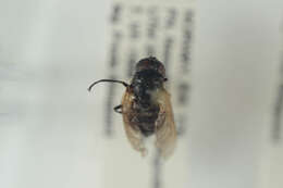 Image de <i>Chrysosyrphus niger</i>