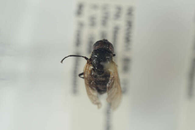 Слика од <i>Chrysosyrphus niger</i>