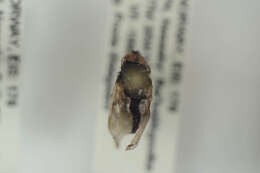 Image of <i>Chrysosyrphus niger</i>