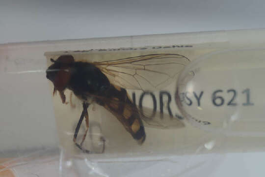 Image of Platycheirus nielseni Vockeroth 1990