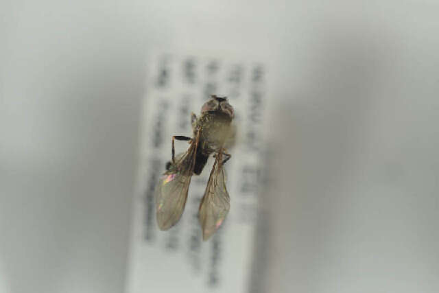 Image of Platycheirus aurolateralis Stubbs 2002