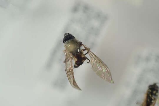 Image of Platycheirus tarsalis