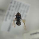 صورة Cheilosia uviformis (Becker 1894)