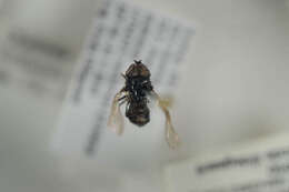 صورة Cheilosia uviformis (Becker 1894)