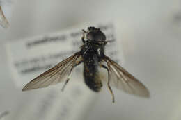 صورة Cheilosia carbonaria Egger 1860