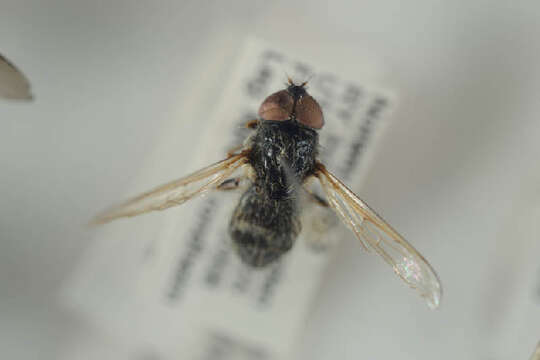 صورة Cheilosia bergenstammi (Becker 1894)