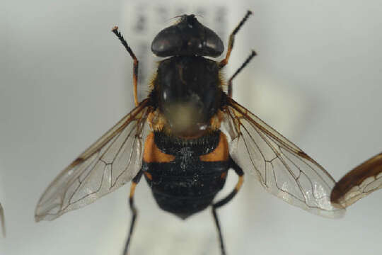 Image of Black-margined Marsh Fly