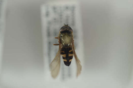 Image of Platycheirus nielseni Vockeroth 1990