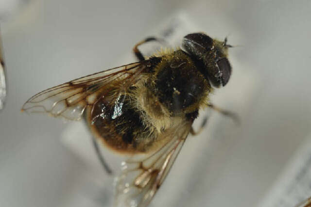 Image of Eristalis anthophorina (Fallen 1817)