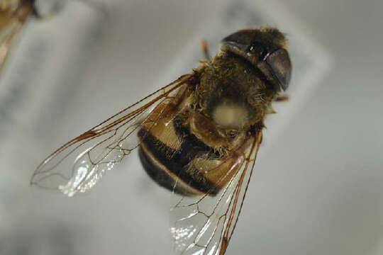 Image of Eristalis similis