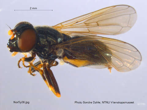 Image of Cheilosia vernalis (Fallen 1817)