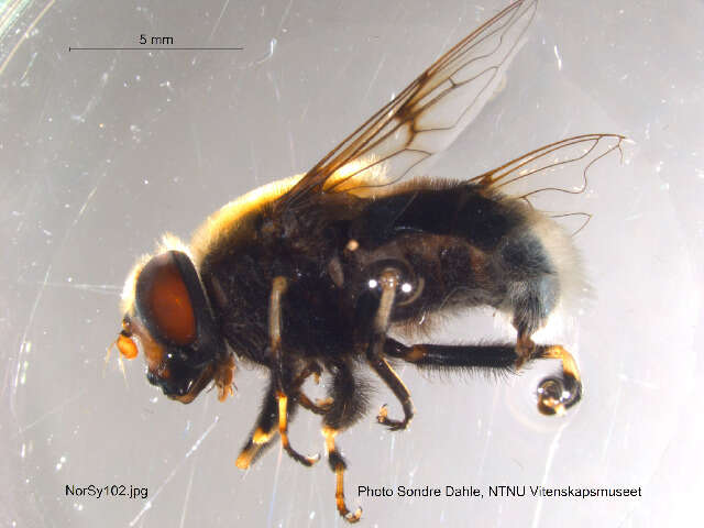 Image of Eristalis intricaria (Linnaeus 1758)