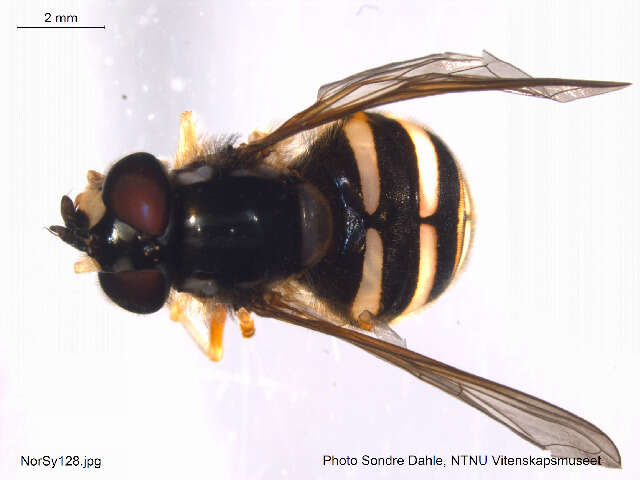 Plancia ëd Chrysotoxum arcuatum (Linnaeus 1758)