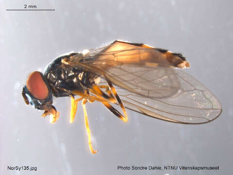 Image of <i>Platycheirus europaeus</i>