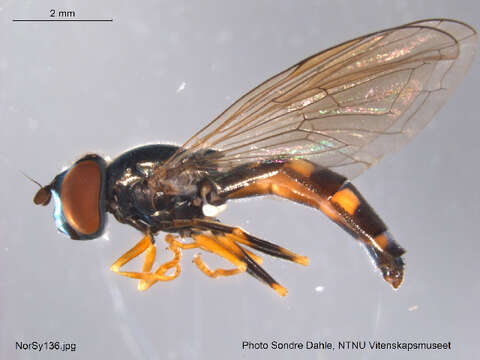 Image of <i>Platycheirus europaeus</i>