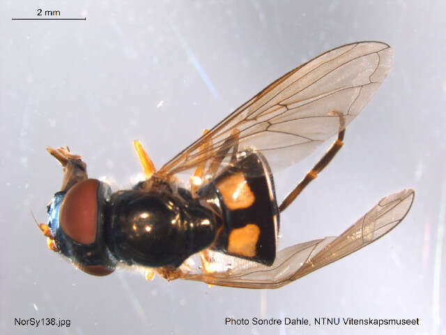 Imagem de Platycheirus jaerensis (Nielsen 1971)