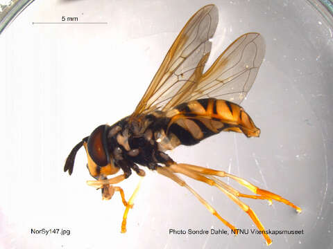 Image of Chrysotoxum octomaculatum Curtis 1837