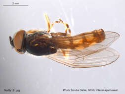 Image of Platycheirus clypeatus (Meigen 1822)