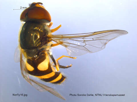 Image of Syrphus vitripennis Meigen 1822