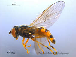 Image of Platycheirus clypeatus (Meigen 1822)