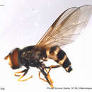 Image of <i>Dasysyrphus hilaris</i>