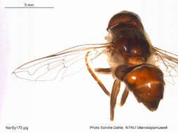 Image of Eristalis pertinax (Scopoli 1763)