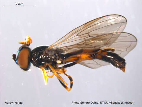 Image of Platycheirus angustatus (Zetterstedt 1843)