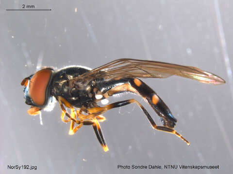 Image of Platycheirus scutatus (Meigen 1822)