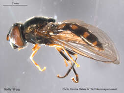 Image of Platycheirus peltatus (Meigen 1822)