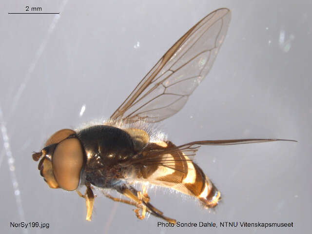 Image of Parasyrphus vittiger