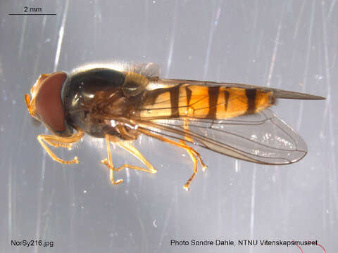 Image of Marmalade hoverfly