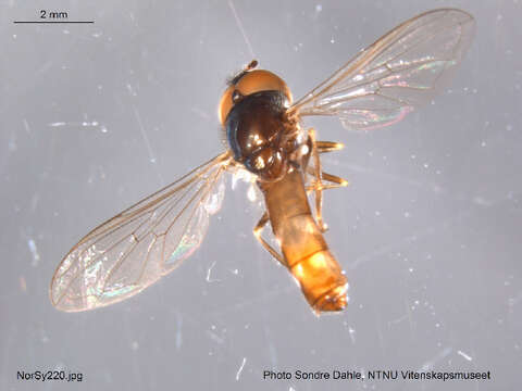 Image of <i>Platycheirus albimanus</i>