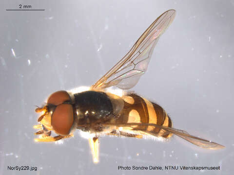 Image of Syrphus vitripennis Meigen 1822